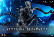 [Reserva anticipada] Hot Toys 1/6 MMS784 Alien: Romulus Scorched Xenomorph